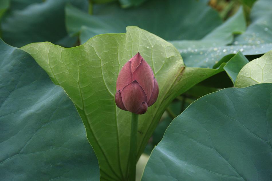 enchanting Lotus Flowers
