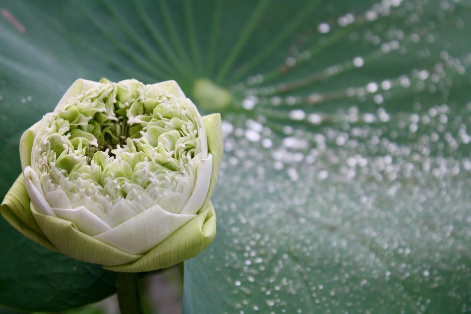 macro view of wet Lotus Flower