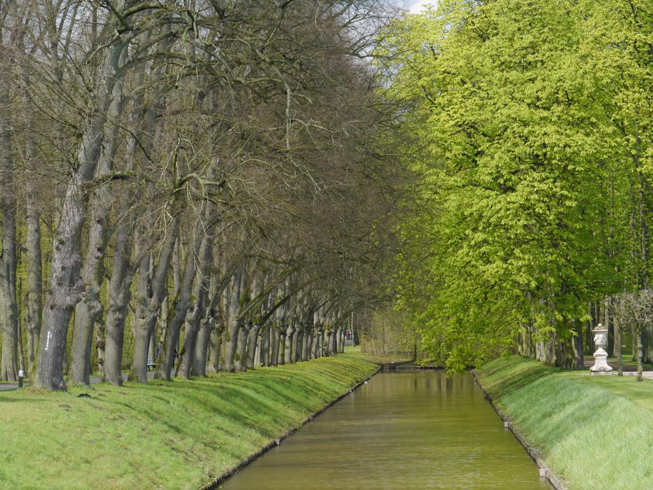 photo of a chestnut alley along the canal in the park