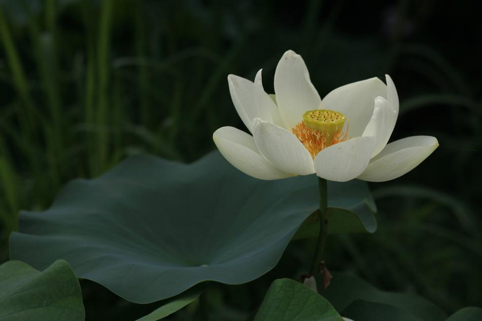 white lotus in the twilight