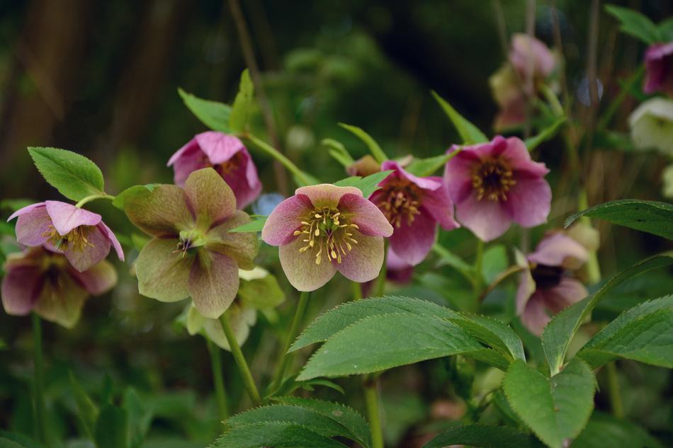 Beautiful, blossoming, purple, yellow and green Christian roses