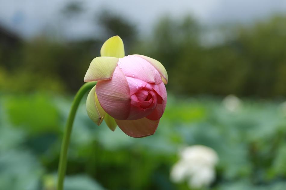 delightful Water Lilies