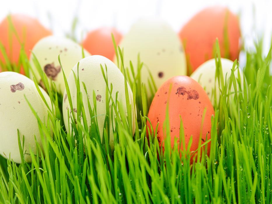 brown and white eggs on the lawn