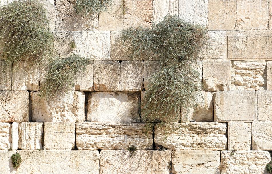 bunches of grass on the wailing wall in Jerusalem