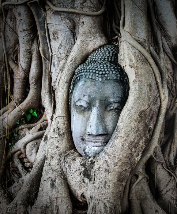 Thailand face tree