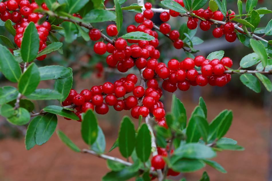 Yaupon Holly red