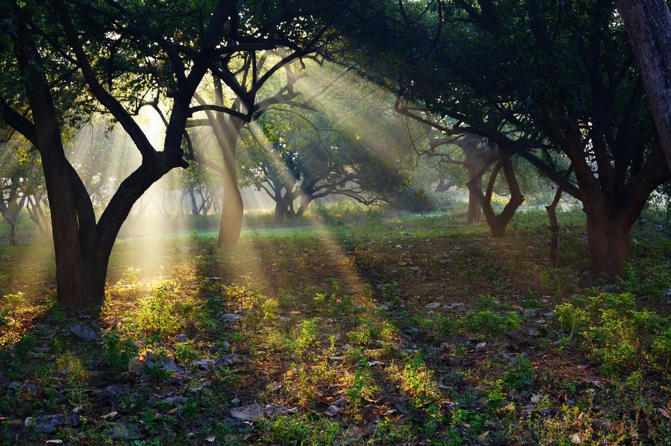 sun rays among trees in india