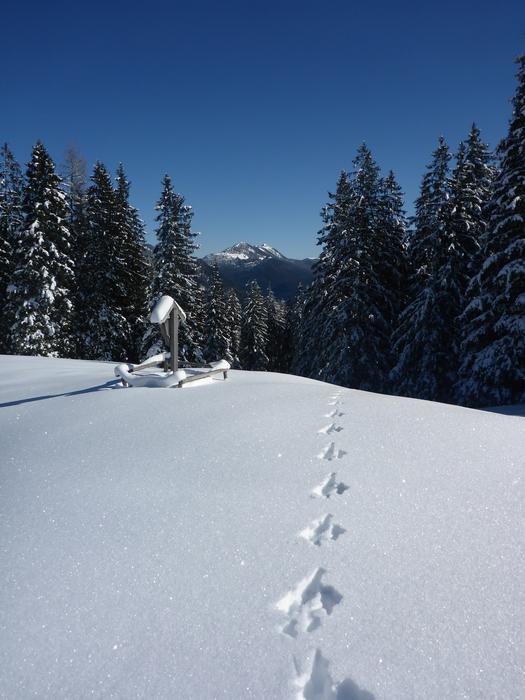 trail in the snow Forest