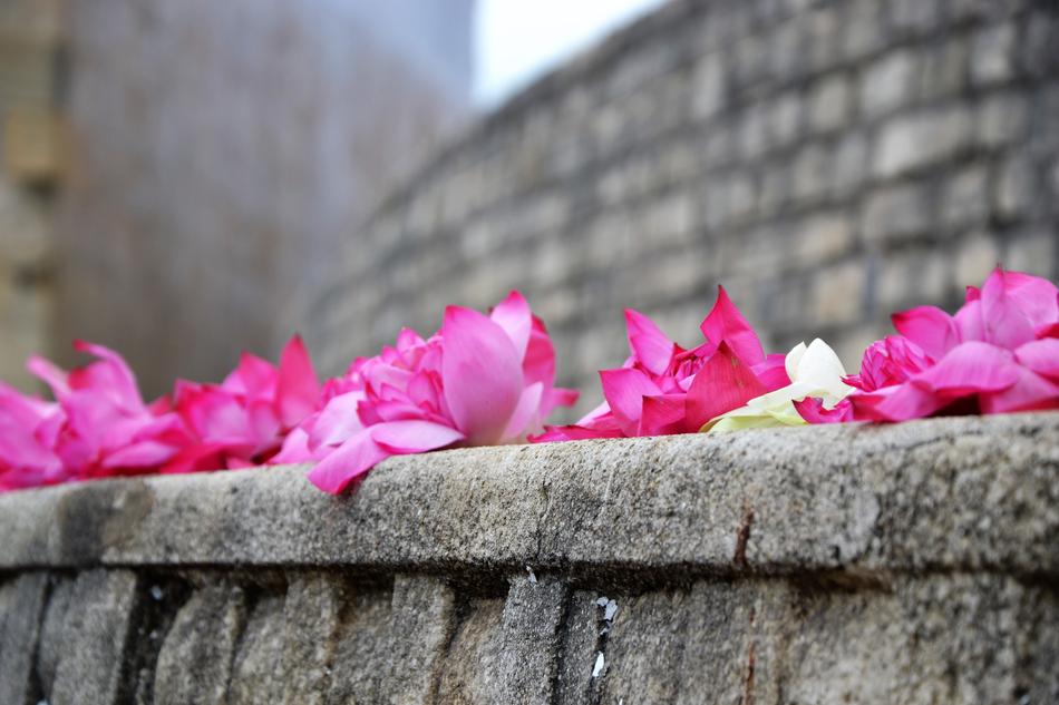 pink Flowers and stone Temple