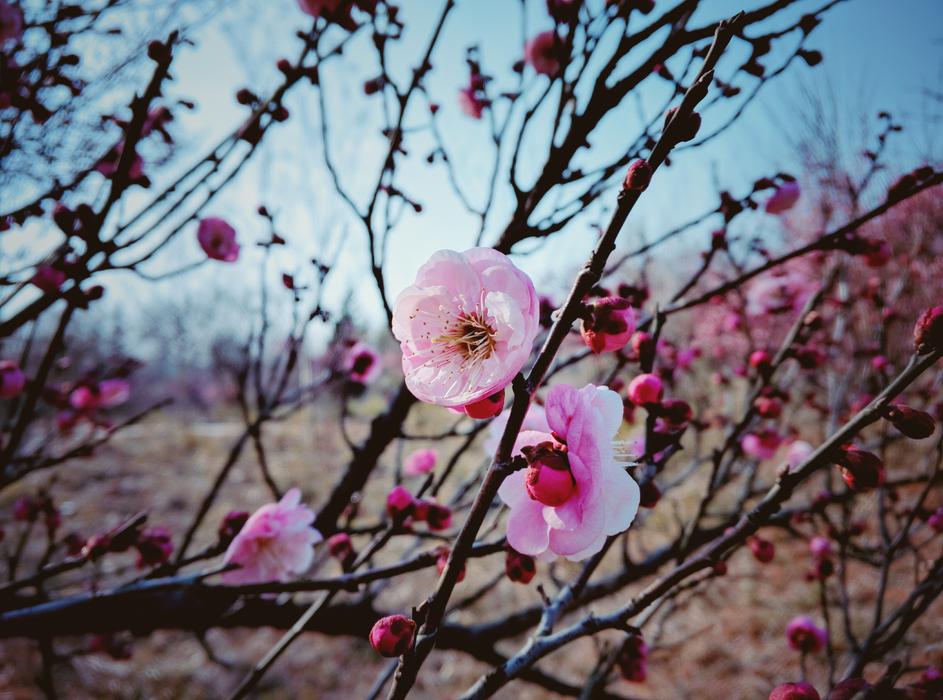 Flower Winter Plant pink