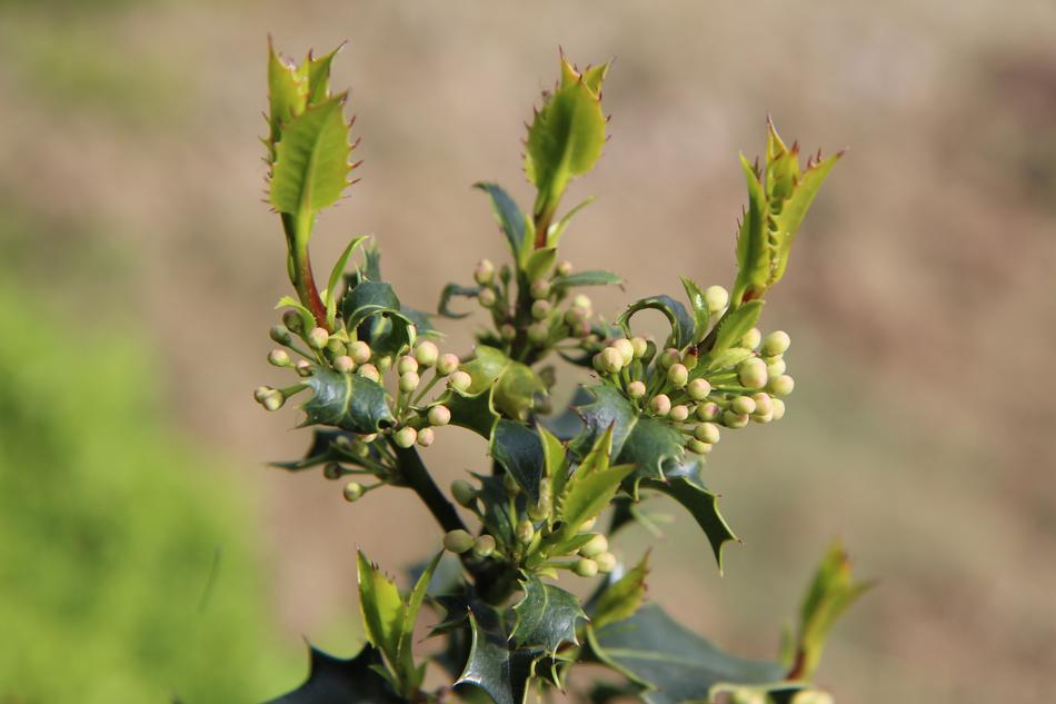 Holly Flowers Green