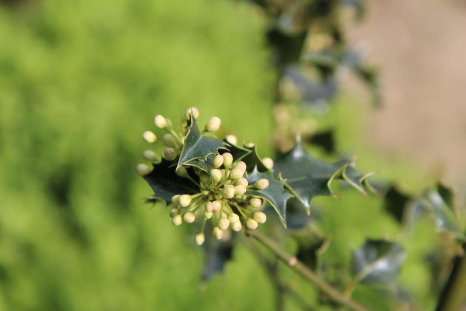 Holly Green Flowers