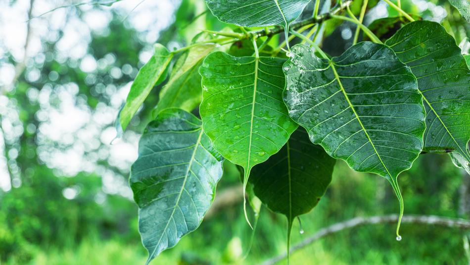 Bodhi Leaves Dewdrops