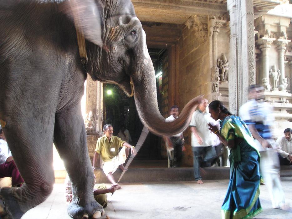 Person, praying to the beautiful and cute elephant, in India