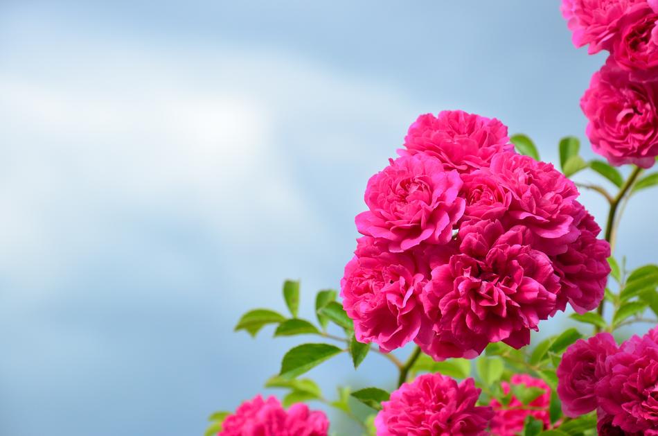 Roses Monastery