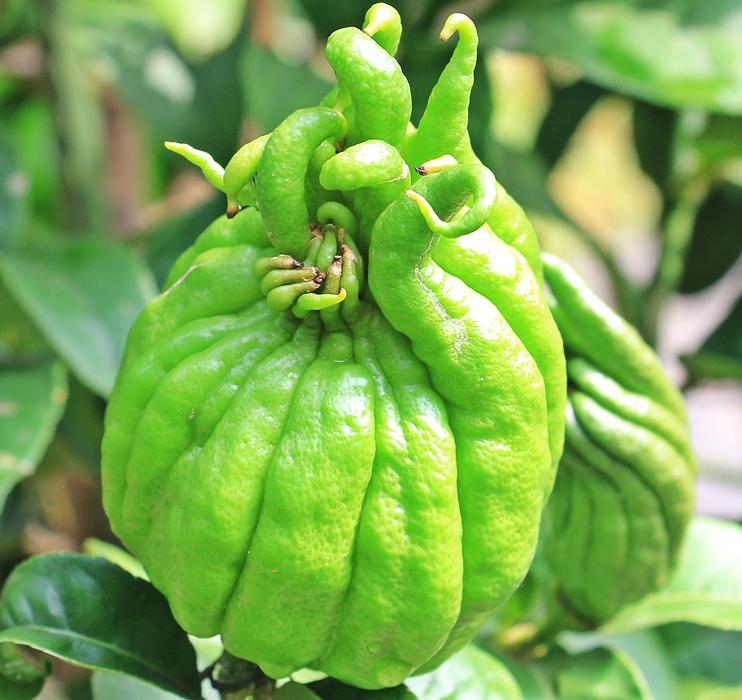Citron Jewish Apple green