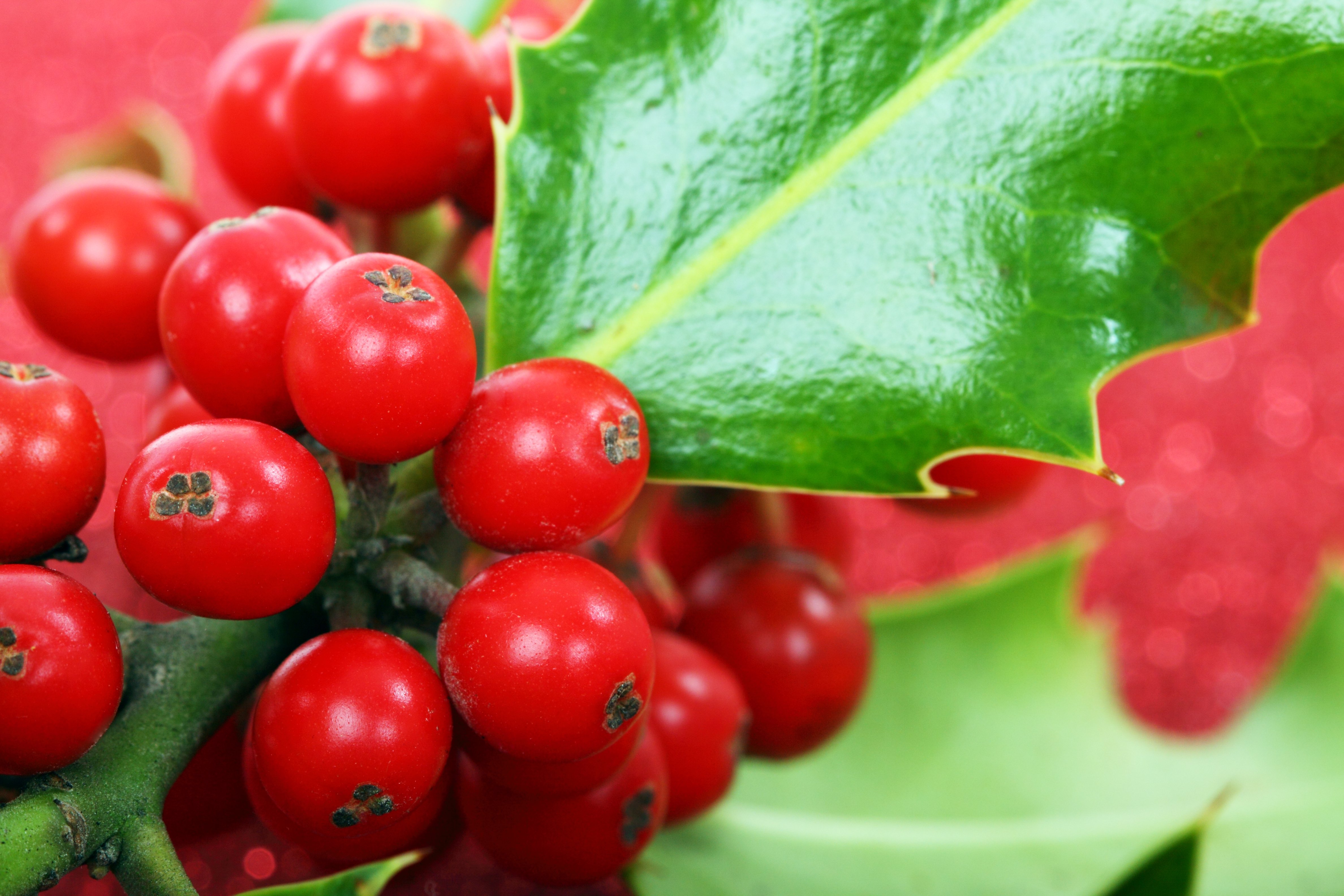 Red Berry Christmas Decoration free image download