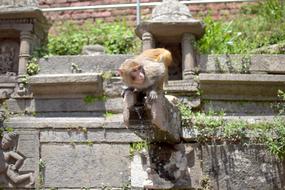 Water Monkey on stone