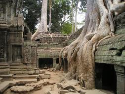 Angkor Wat Cambodia and tree