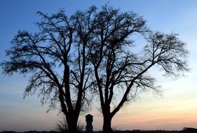 perfect Tree Winter Kahl