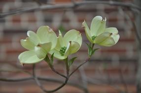 Dogwood Flower white