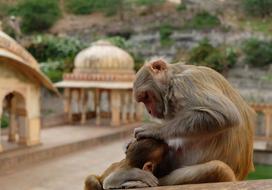 Monkeys and Temple in India