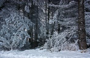 Beautiful coniferous forest in snow in winter