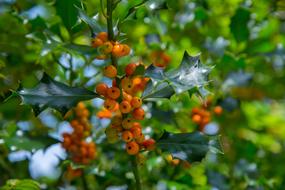 Holly Plant Tree orange
