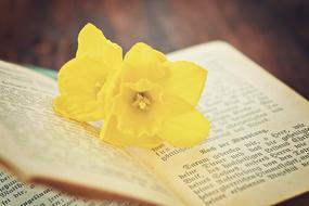 Book Prayer Old flower