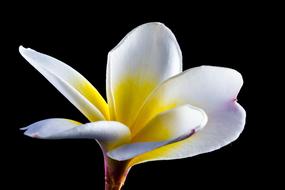 absolutely beautiful white yellow Flower