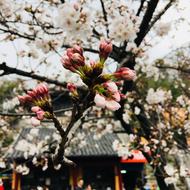 Beautiful, blossoming cherry tree with the colorful flowers in Jimingsi