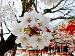 impressively beautiful Sakura Tree and Temple