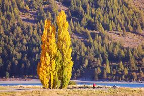 Church Shepherd Lake and yellow tree