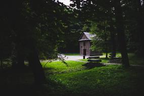 green Wooden Forest