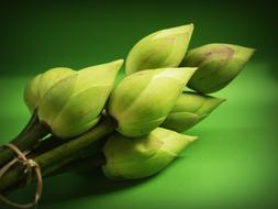 closeup photo of green Lotus Flowers