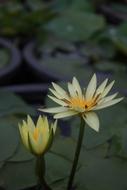 perfect Water Lilies