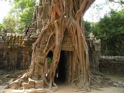 tree roots of impressively beautiful Angkor Wat in Cambodia
