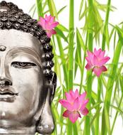buddhism lotus meditation face
