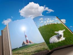 book grass sky lamb