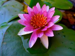 impressively beautiful Lotus Pond