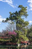 Zen Garden flowers