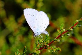 celastrina argiolus on a tree branch in search of nectar