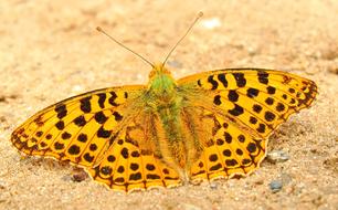 Butterfly Day Insect