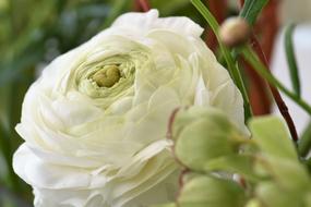 Blossom Leaves White