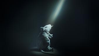 Gray rat figure in light, among the darkness