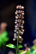 Close-up of the colorful and beautiful basil holy plant with flowers