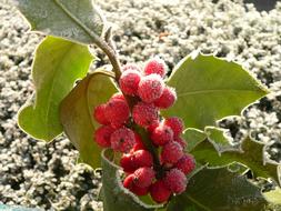 Holly Grape Christmas red in hoarfrost close-up