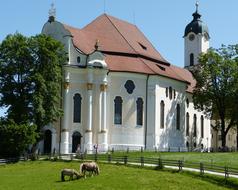 horses on the lawn with green grass near the church