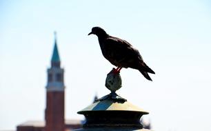 perched dove on the steeple