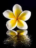 yellow white Flower on water